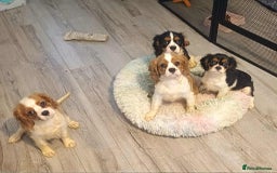 Cavalier King Charles Spaniel dogs for sale: Beautiful quality kc registered cavalier puppies  - Image 33