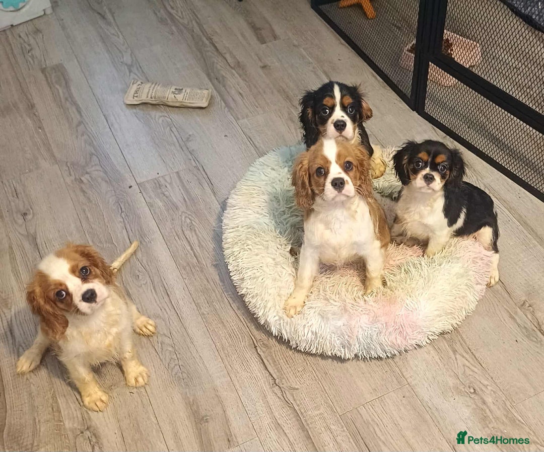 Cavalier King Charles Spaniel dogs for sale: Beautiful quality kc registered cavalier puppies  - Image 33
