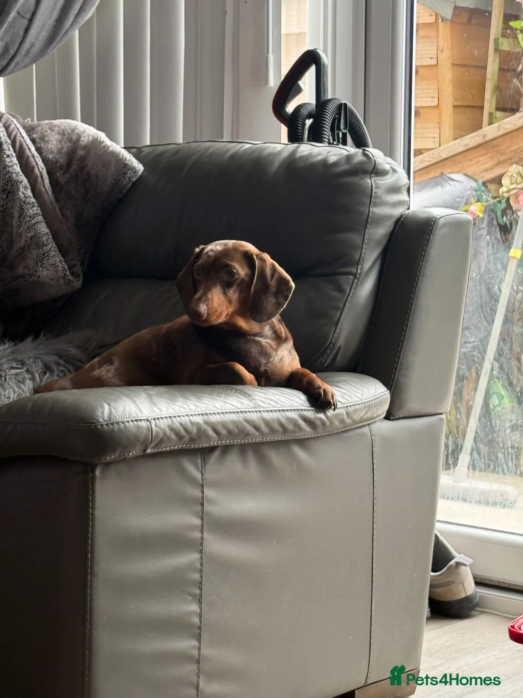 Dachshund dogs for sale: Dachshund puppy  - Advert 2