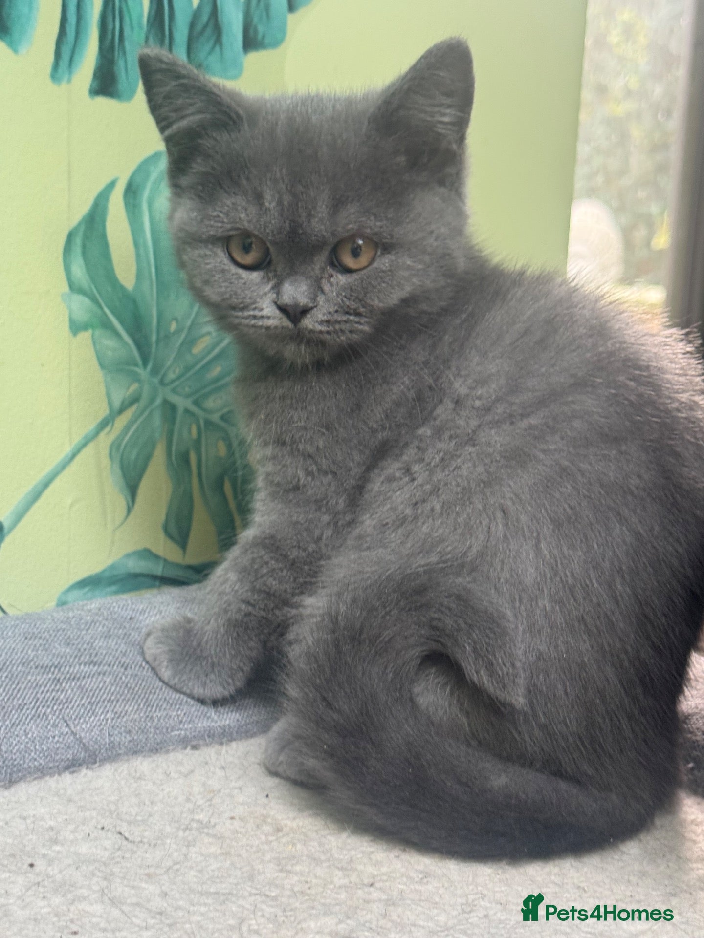 British Shorthair cats for sale: L@@k Reduced!!! ready  BSH / Scottish striaghts - Advert 2
