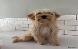 Morkie dogs for sale: 2 male morkies for sale  - Image 7
