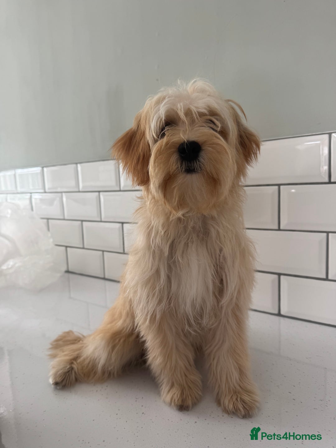 Morkie dogs for sale: 2 male morkies for sale  - Image 7
