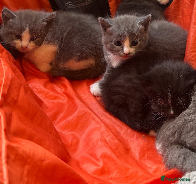 Mixed Breed cats 3 Blue and Black Mixed breed kittens for sale - Advert 2