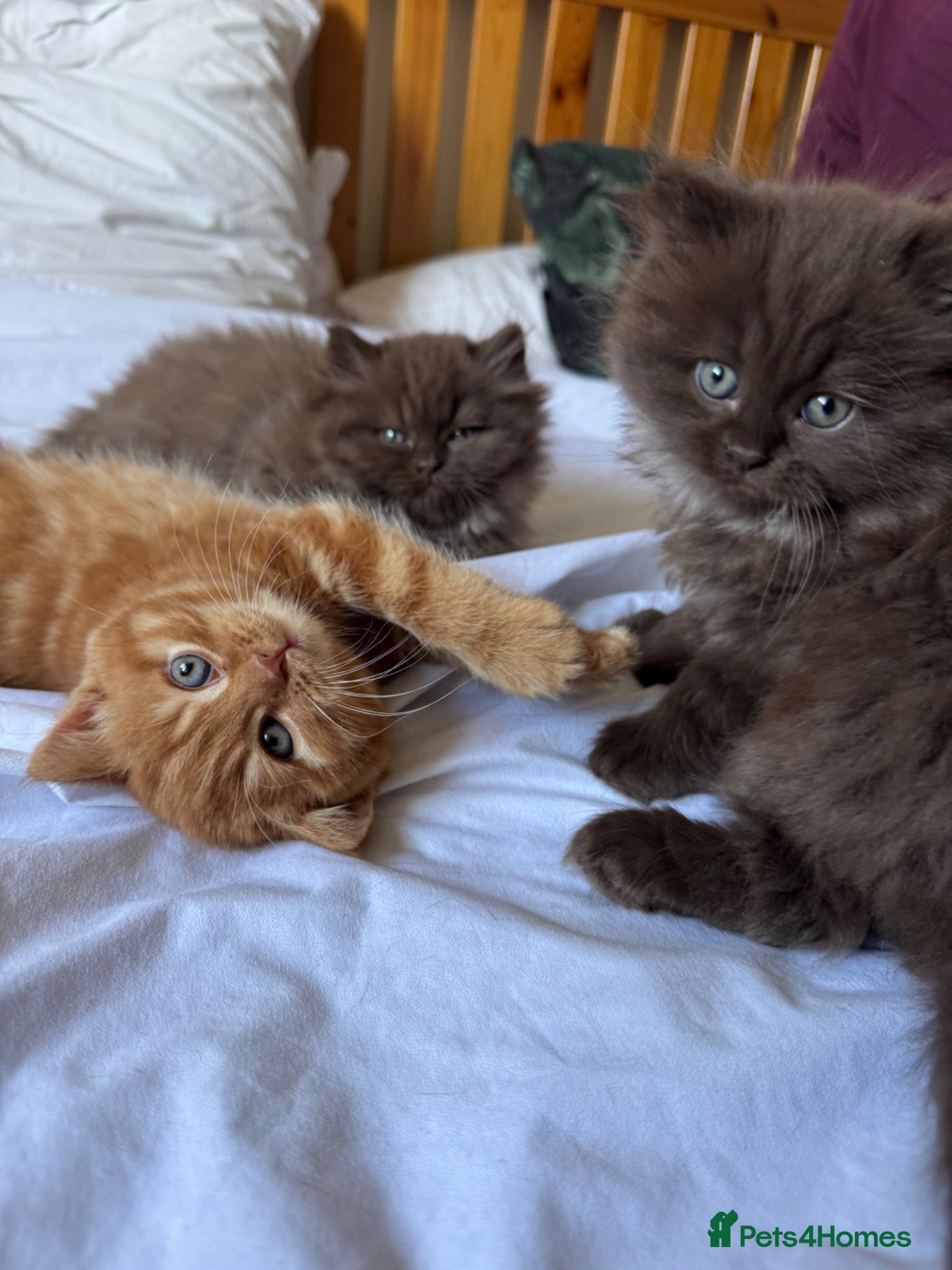 British Longhair cats Chocolate BLH boys TICA registration  - Advert 2