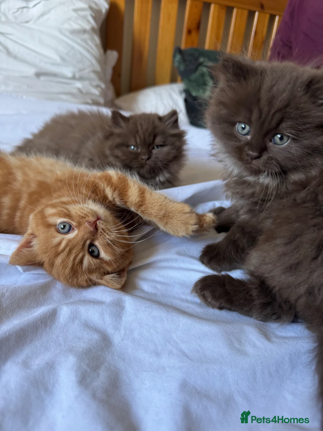 British Longhair cats for sale: Chocolate BLH boys TICA registration  - Advert 1