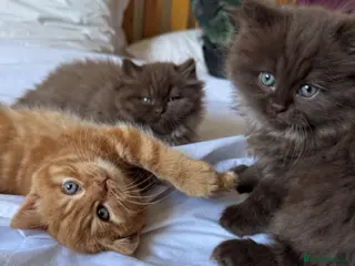 British Longhair cats Chocolate BLH boys TICA registration - Advert 15
