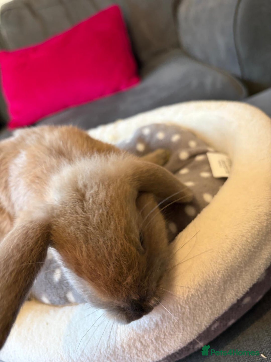 Lionhead rabbits for sale: Beautiful Lionhead/Mixed breed baby rabbits  - Image 17