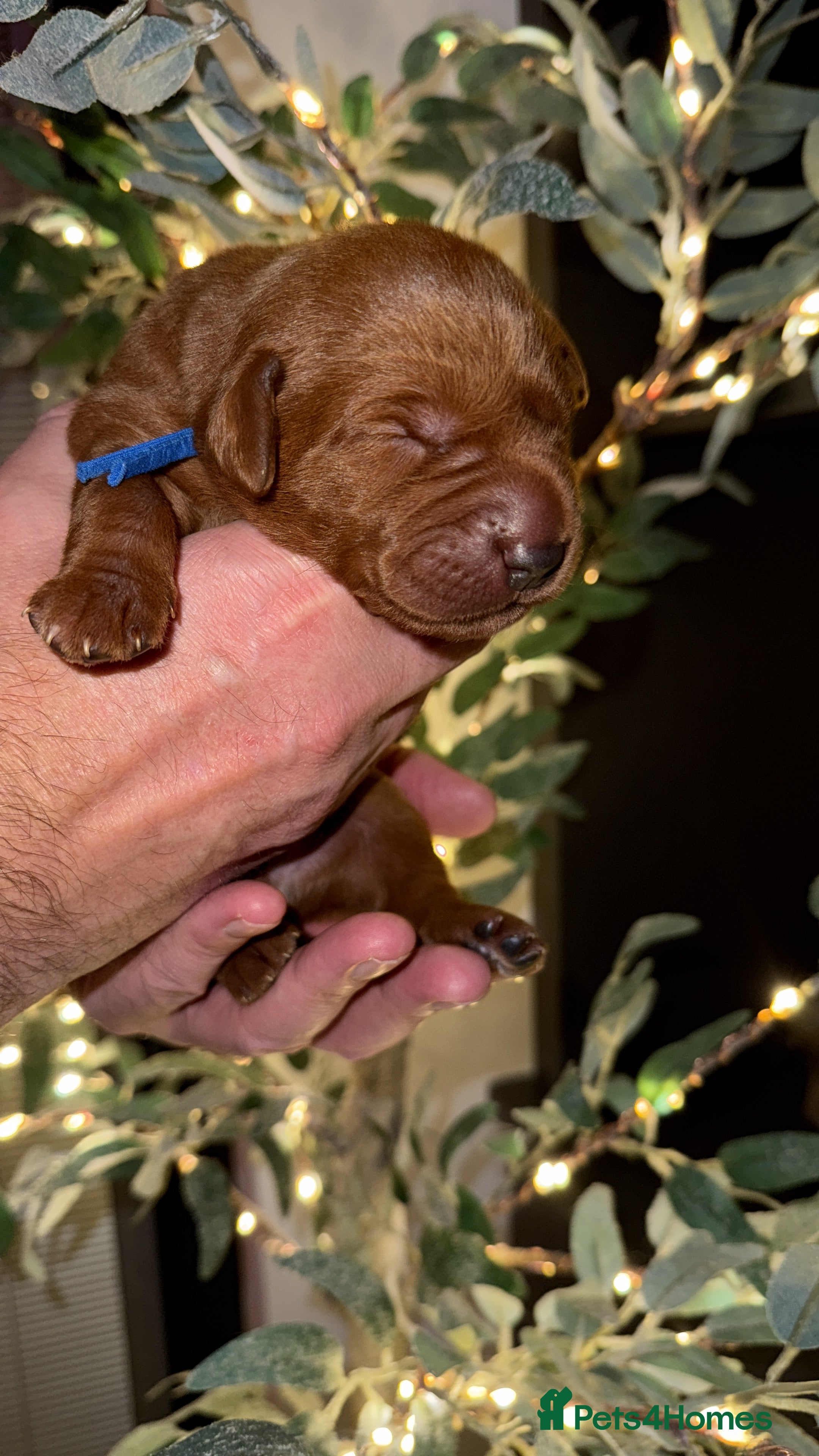 Labrador Retriever dogs Just a beautiful litter Deep reds  - Advert 1