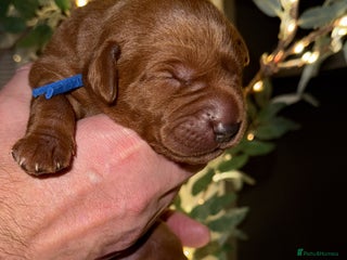 Labrador Retriever dogs Just a beautiful litter - Advert 2