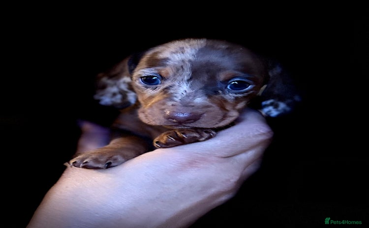 Miniature Dachshund dogs - Advert 4