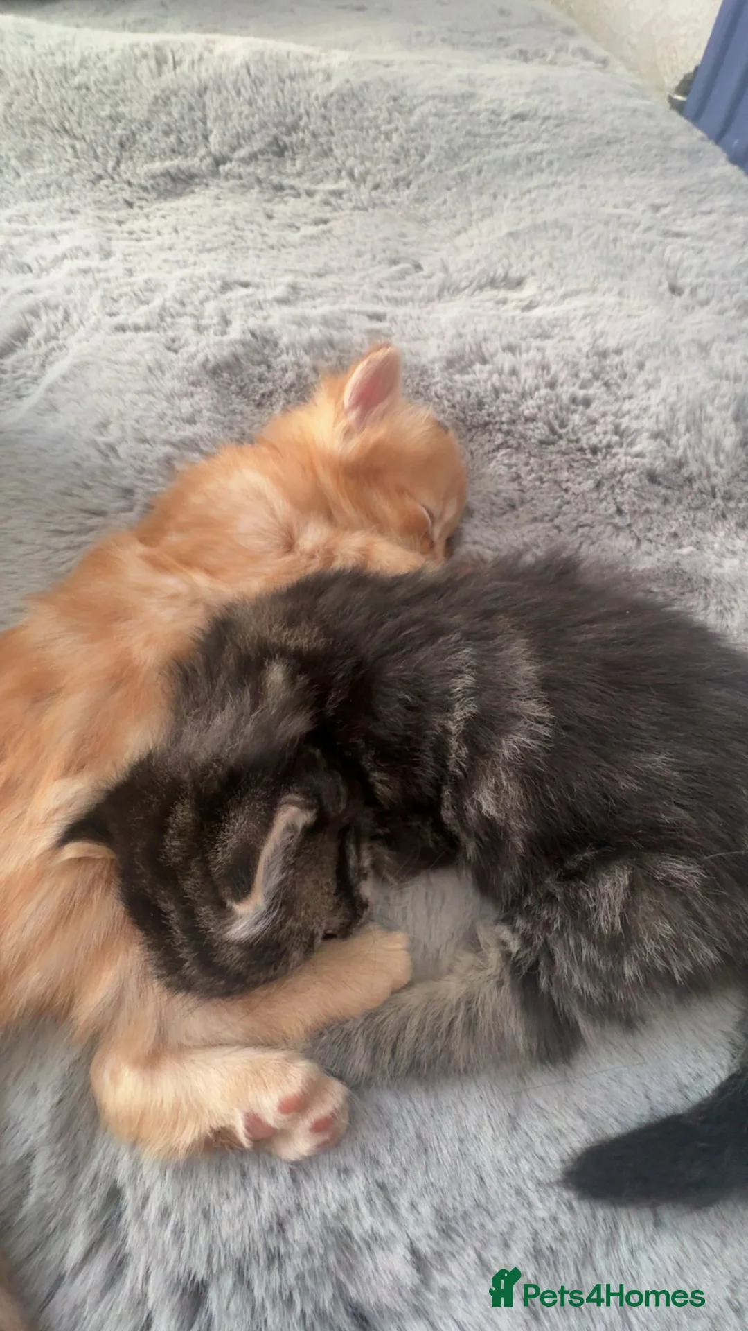 Mixed Breed cats for sale:     Adorable Kittens Must Go as a Group  - Advert 2