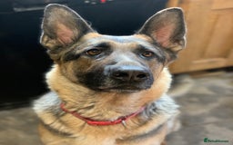 German Shepherd dogs for sale: German shepherd girl  - Advert 2