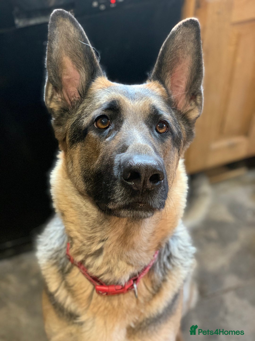 German Shepherd dogs for sale: German shepherd girl  - Advert 2