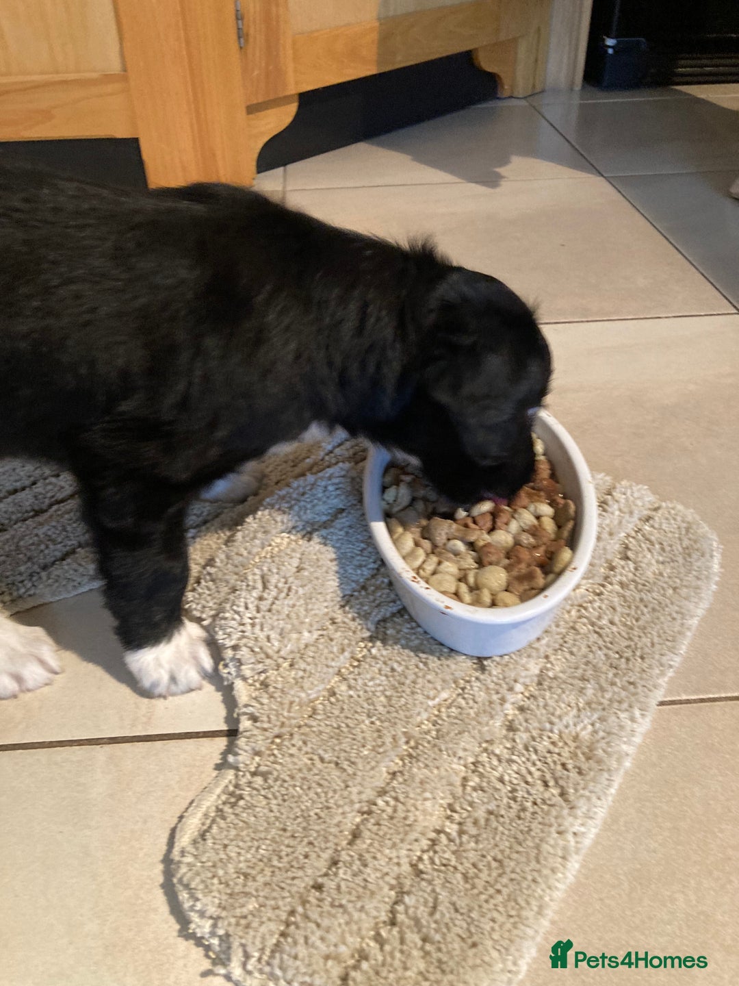 Sprollie dogs for sale: Male Sprollie Pup - Advert 4