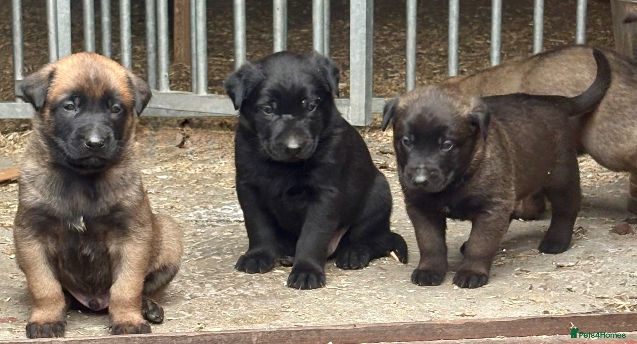 Belgian Shepherd Dog dogs Belgian Malinois puppies - Advert 2