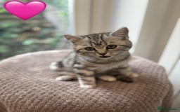 British Shorthair cats for sale: Beautiful registered British Shorthaired Kittens - Image 27