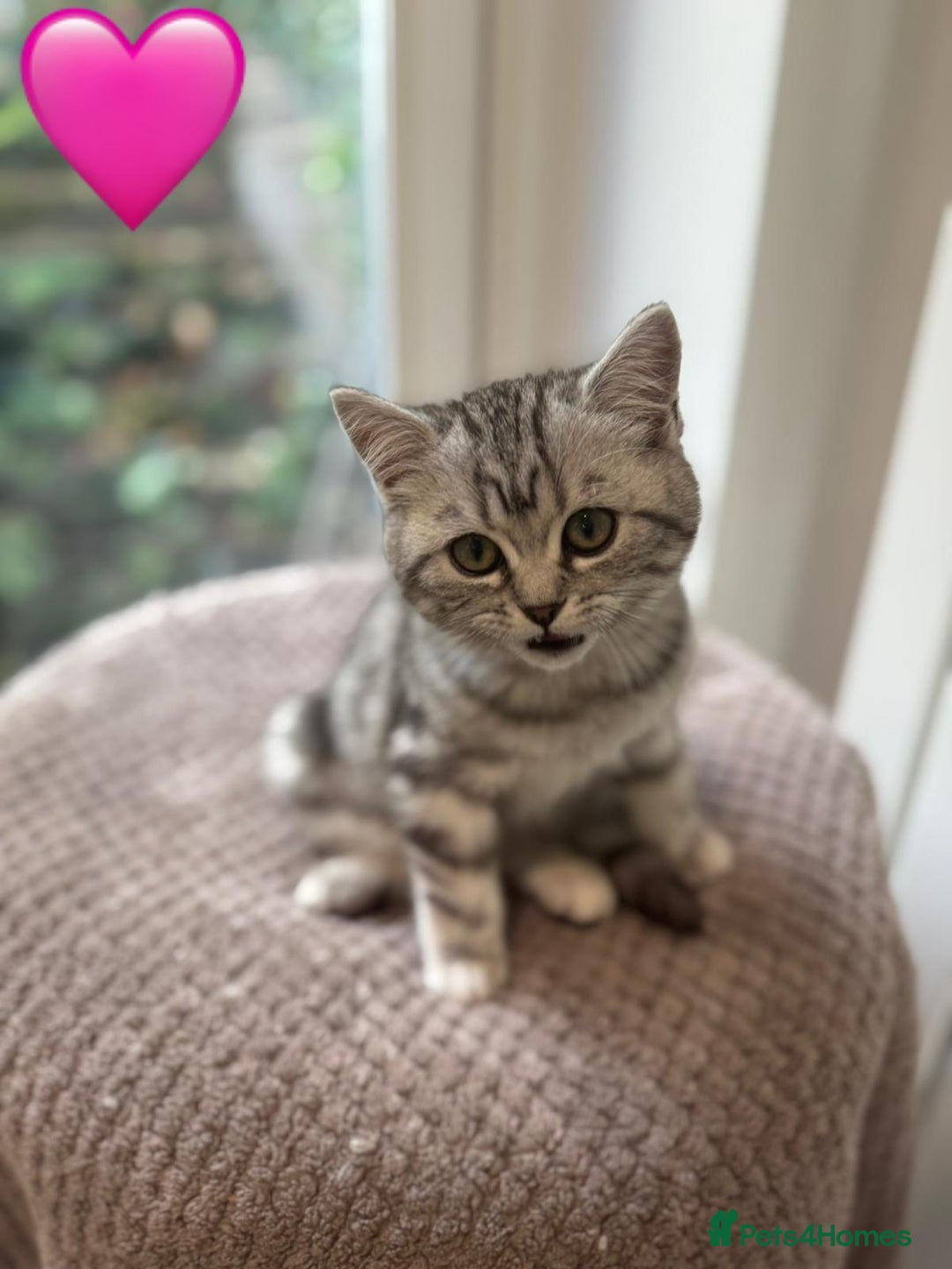 British Shorthair cats for sale: Beautiful registered British Shorthaired Kittens - Image 27