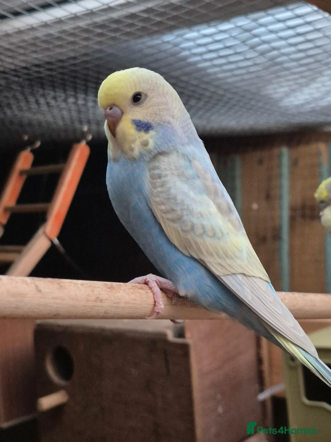 Budgerigars birds for sale: Beautiful spangle mutation baby budgie - Advert 2