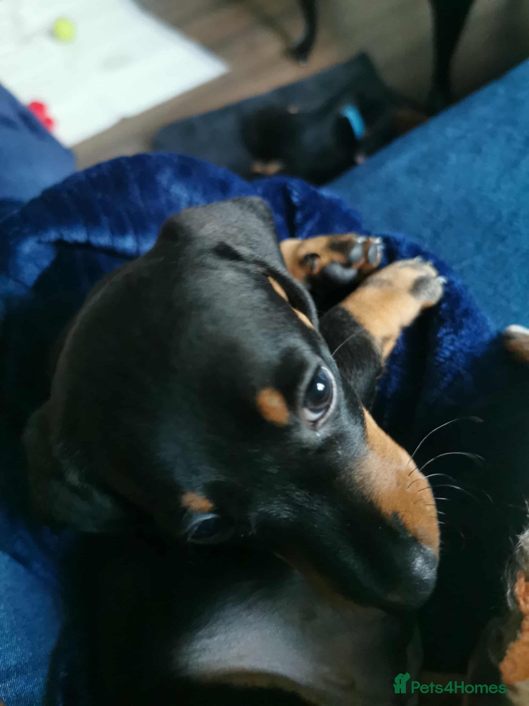 Dachshund dogs for sale: Smooth hair black and tan dachshund  - Image 3