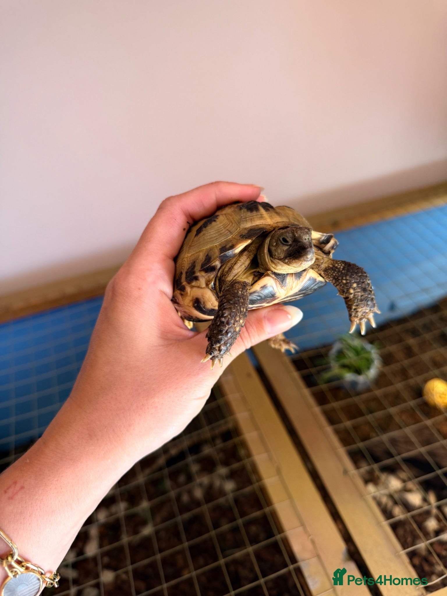 Tortoise reptiles Russian horsefield tortoise 2 years old full setup - Advert 1