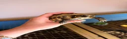 Tortoise reptiles for sale: Russian horsefield tortoise 2 years old full setup - Advert 1
