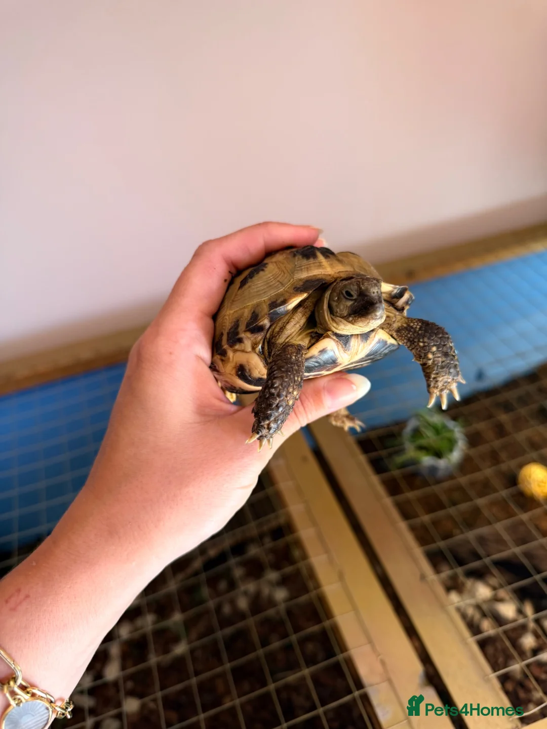 Tortoise reptiles for sale: Russian horsefield tortoise 2 years old full setup - Advert 1
