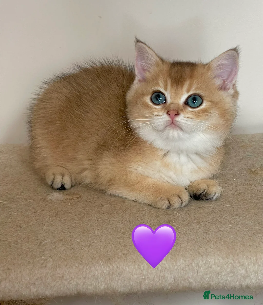 British Shorthair cats for sale: ❗️2 left❗️GCCF Stunning Golden BSH kittens (girls) - Advert 2