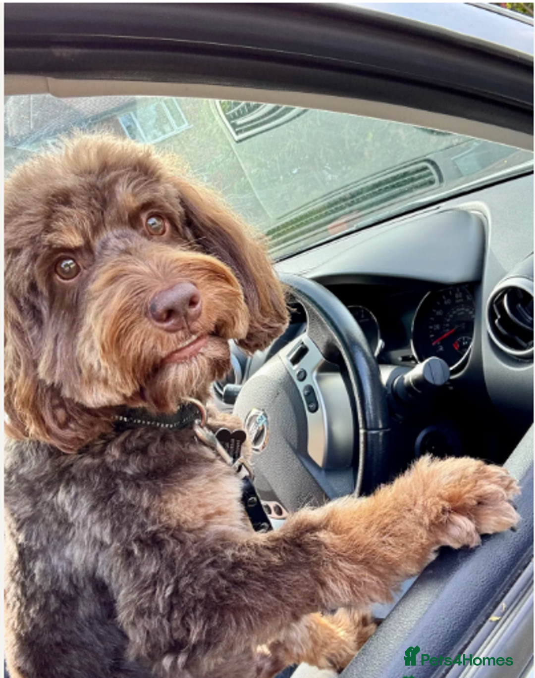 Cockapoo dogs for sale: Gorgeous F2 Cockapoo Puppies Available  - Image 8