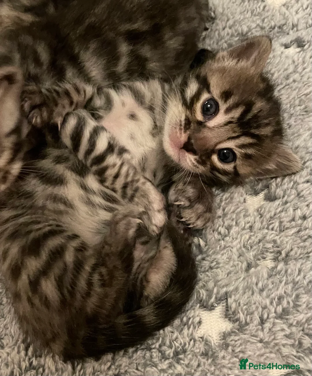 Bengal cats for sale: Incredibly beautiful Bengals kittens TICA  - Advert 22