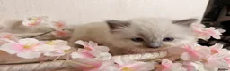 Ragdoll cats for sale: 10 Stunning Ragdoll Kittens available 🐾 in Henfield - Advert 24