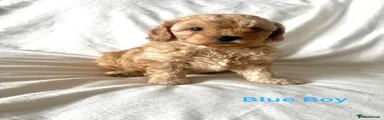 Cavapoo Puppy 1