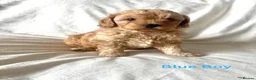 Cavapoo dogs for sale: 3 Stunning Cavapoo Puppies for sale  - Advert 11