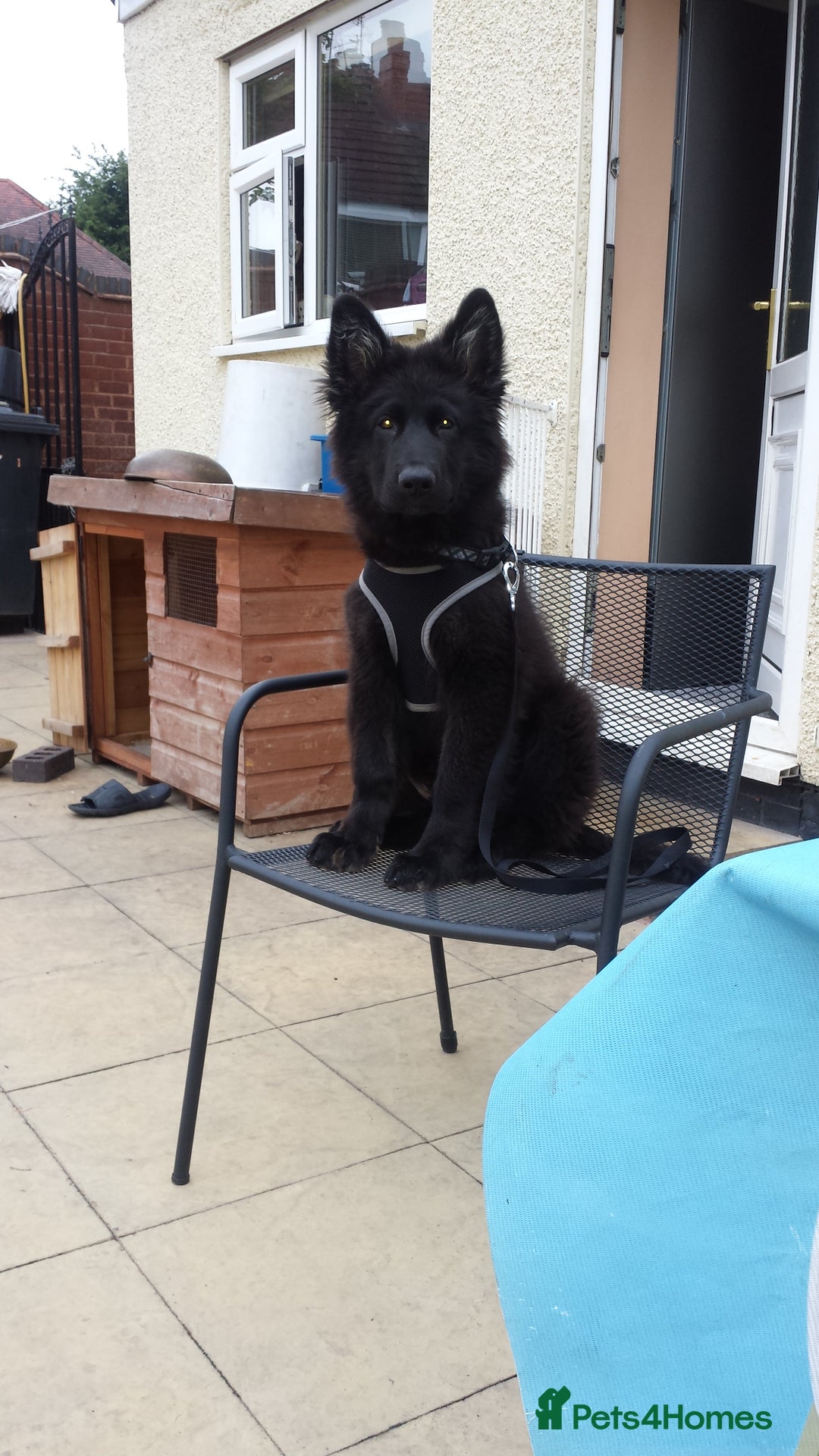 German Shepherd dogs for stud: Stud. - Image 5