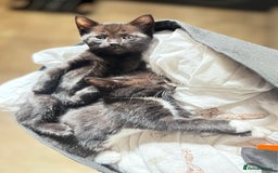 Domestic Shorthair cats for sale: Beautiful all black female kitten ready to leave - Image 5