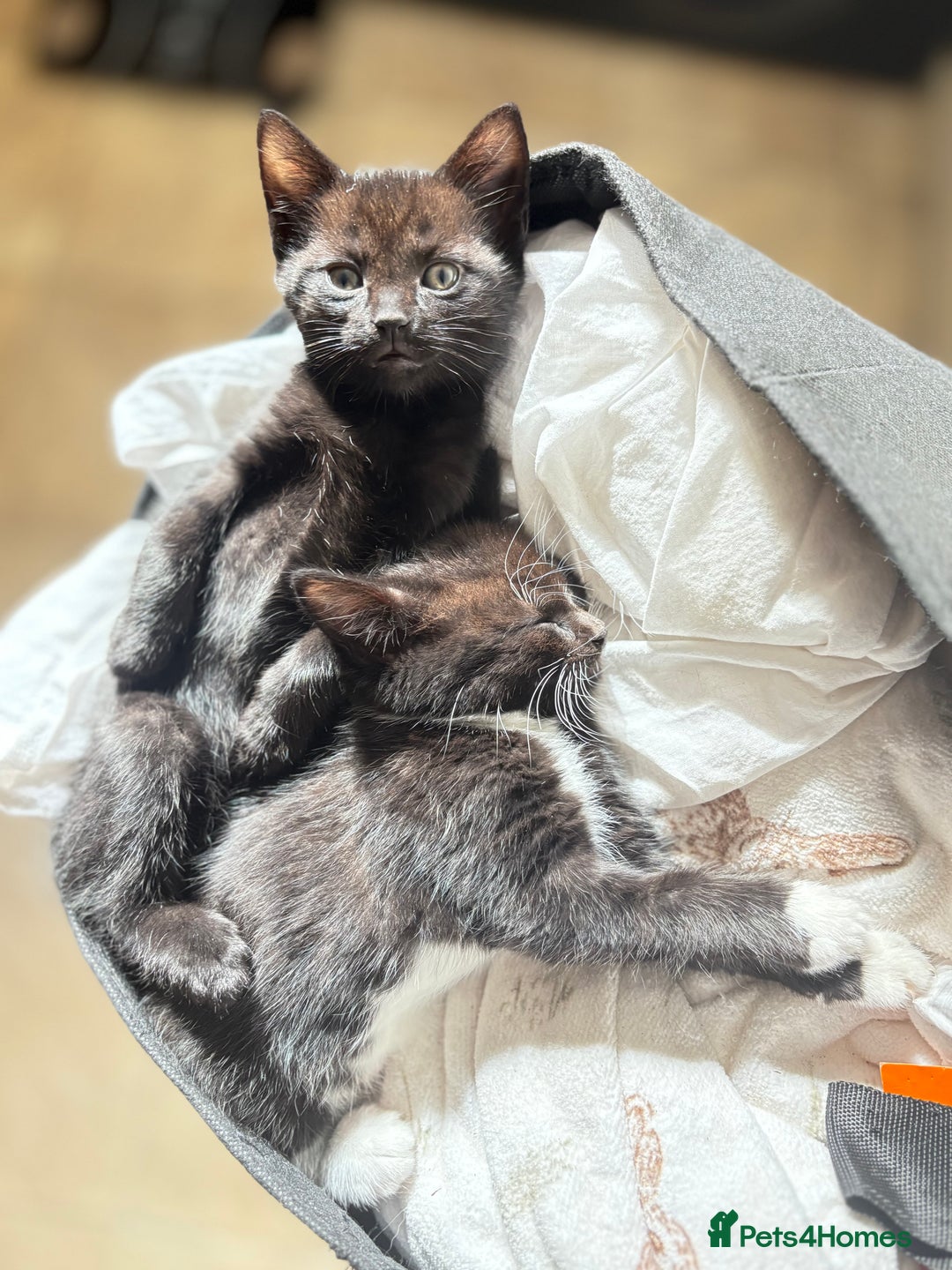 Domestic Shorthair cats for sale: Beautiful all black female kitten ready to leave - Image 5