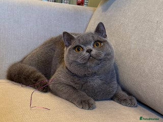 British Shorthair cats Blue girl - Advert 13