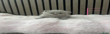 British Shorthair 6