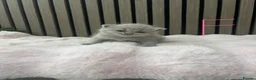 British Shorthair cats for sale: British shorthair kittens - Advert 7
