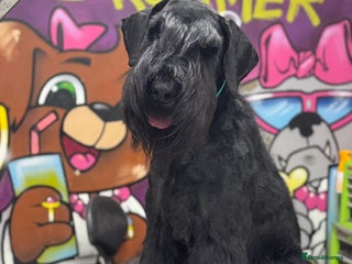 Giant Schnauzer dogs Shane: Show Line Giant Schnauzer - Advert 1