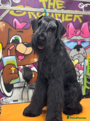 Giant Schnauzer dogs Shane: Show Line Giant Schnauzer - Advert 1