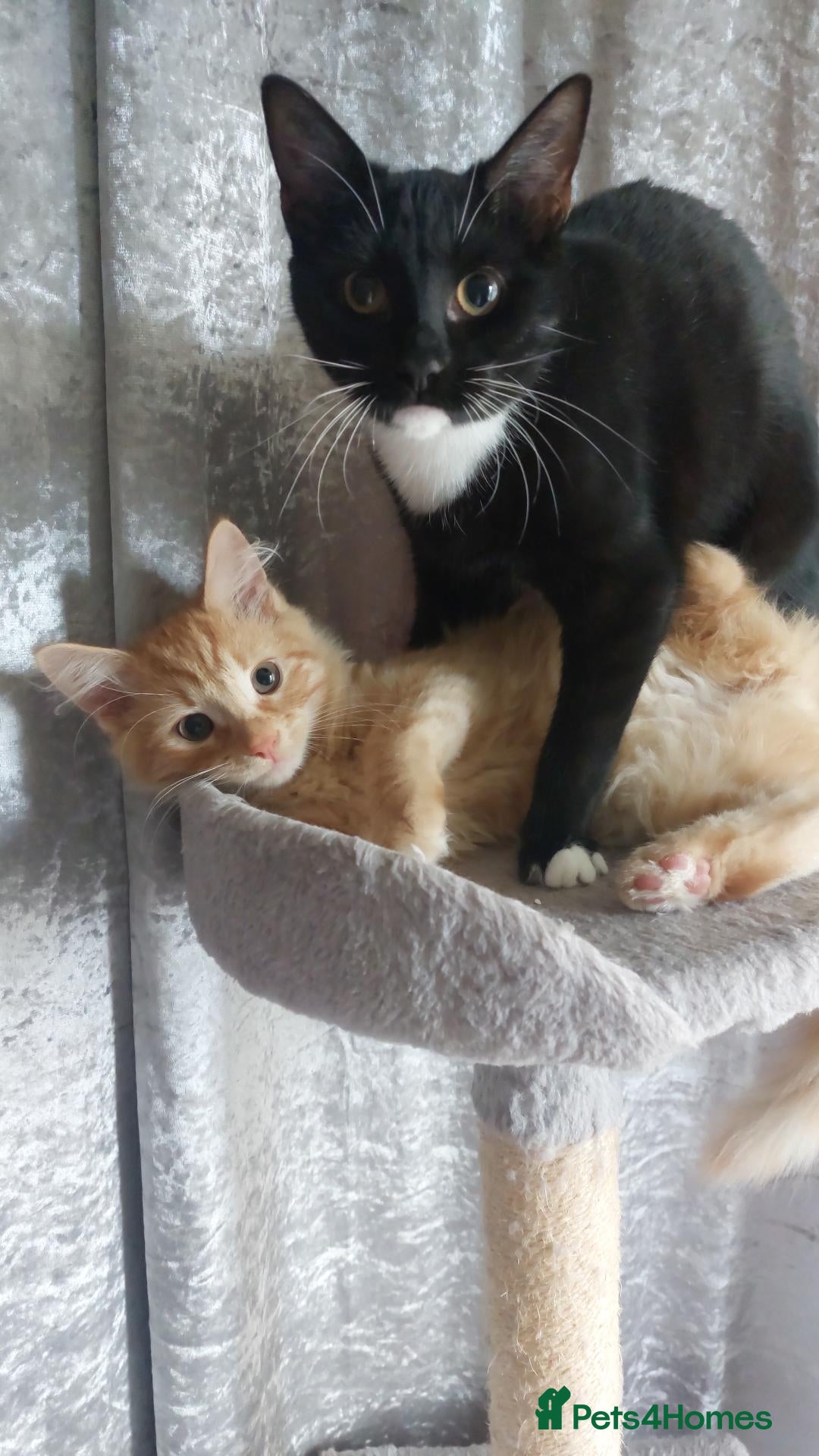 Mixed Breed cats Loving home wanted for 2 young cats  - Advert 1