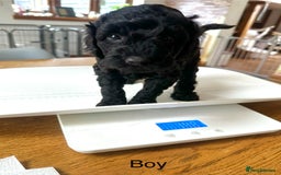 Miniature Poodle dogs for sale: Beautiful litter of Cheeky KC Reg. Mini Poodle's - Image 9