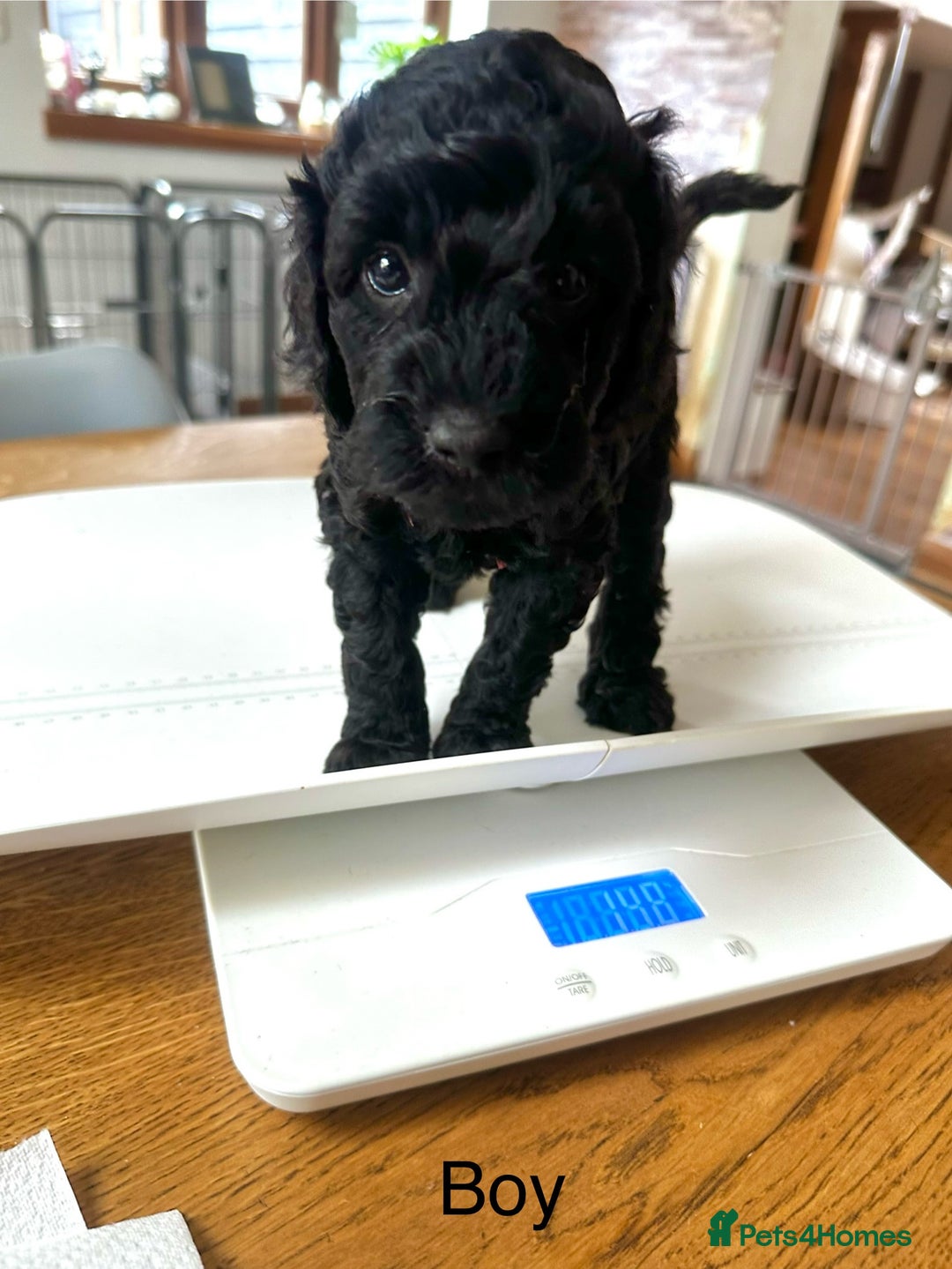 Miniature Poodle dogs for sale: Beautiful litter of Cheeky KC Reg. Mini Poodle's - Image 9