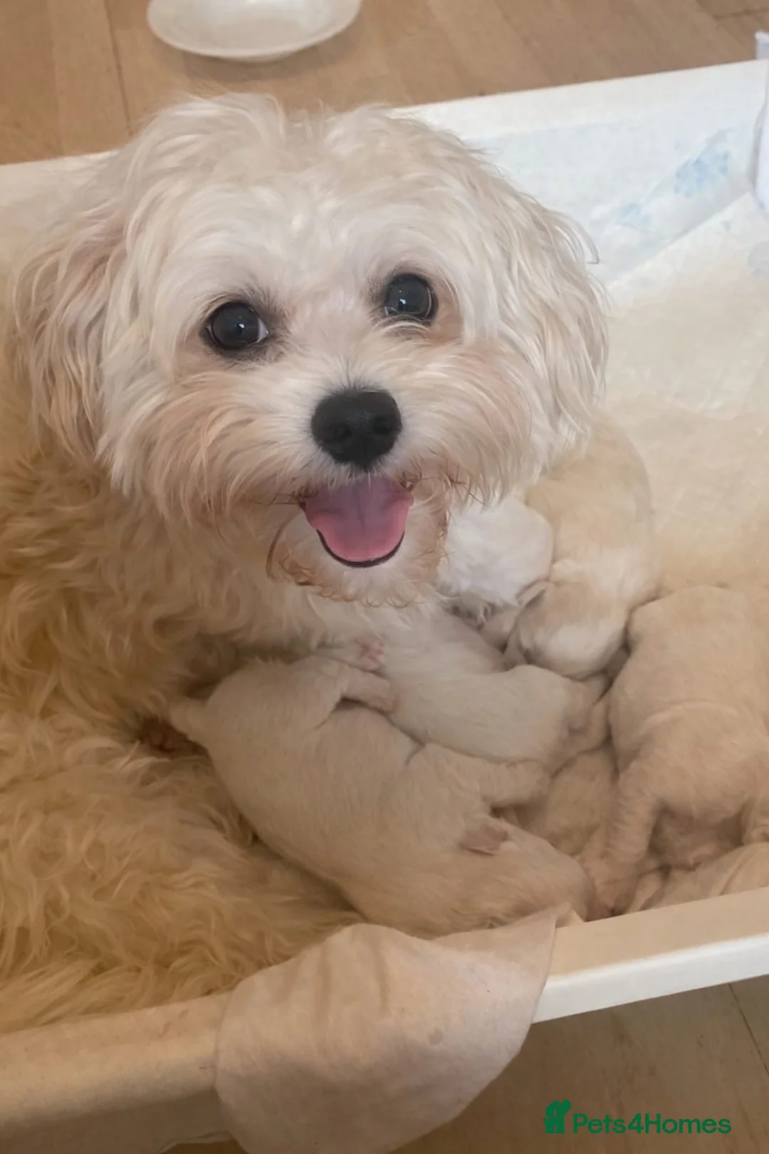 Cavachon dogs for sale: Cavachons - Advert 2