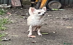 Chihuahua dogs for sale: Tiny Tiny chihuahuas puppy  - Image 2
