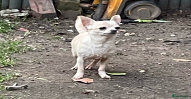 Chihuahua dogs - Advert 8