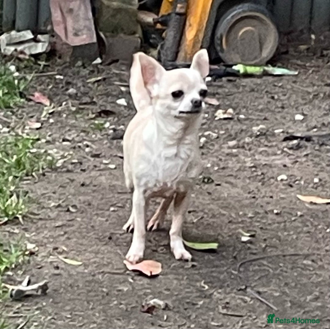 Chihuahua dogs for sale: Tiny Tiny chihuahuas puppy  - Image 2