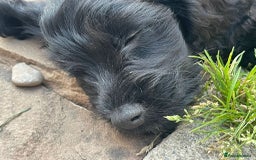 Cockapoo dogs for sale: Stunning Cockapoo pups  - Image 20