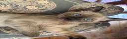 Tonkinese cats for sale: Exquisite Tonkdolls - Advert 22