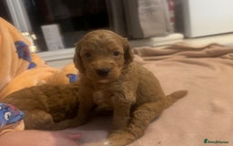 Cavapoo dogs for sale: x4 cockapoos puppies - Advert 12